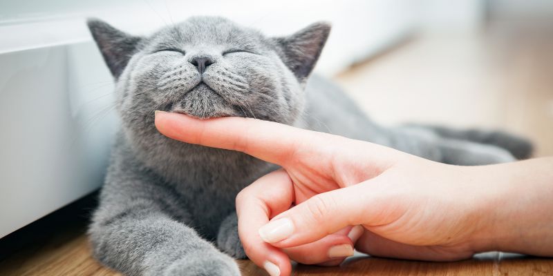 Con số may mắn hôm nay dành cho người tuổi Mão